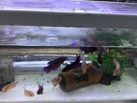 ベタが沈む 2022/03/20 16:30:38