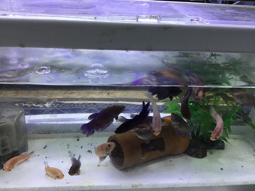 ベタが沈む