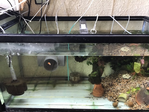 水漏れ水槽その後