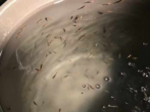 金魚の稚魚