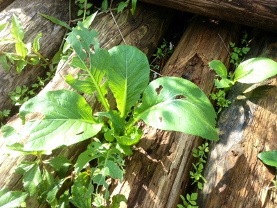 植物たちのお話。