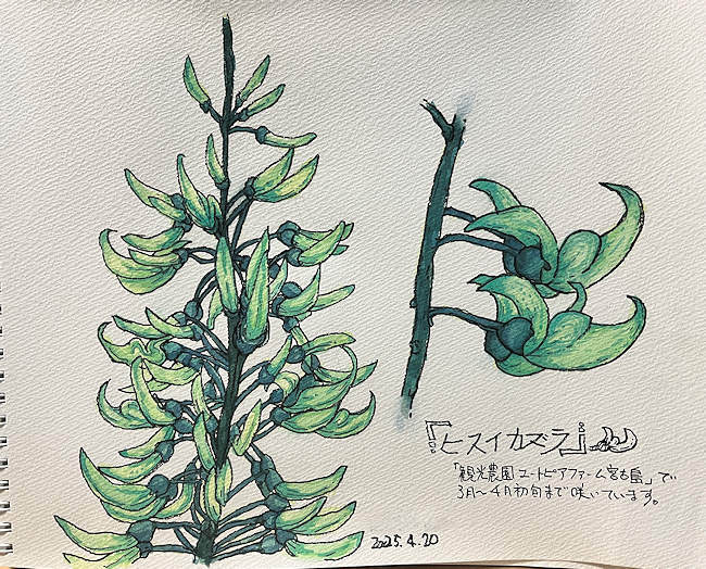 お絵描き「ヒスイカズラ」色塗り