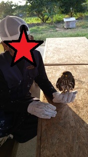 フクロウとの生活！！