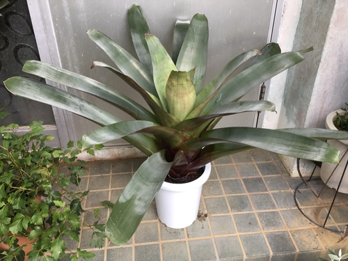 皇帝 アナナス 庭と寄せ植え