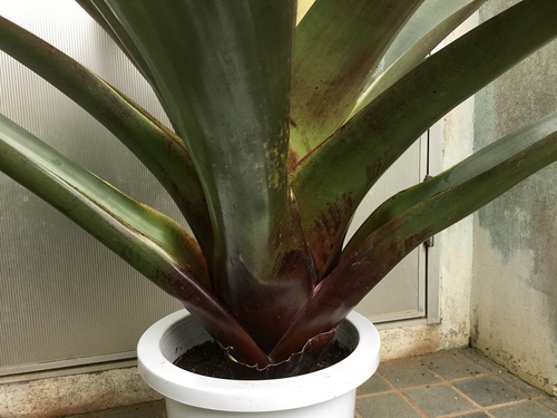 皇帝 アナナス 庭と寄せ植え