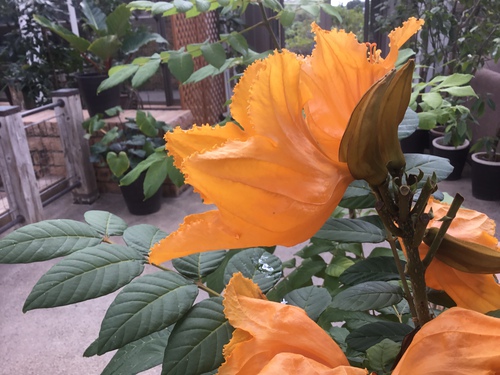 欲しい熱帯花木 庭と寄せ植え