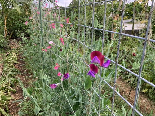 水耕栽培の苗をアタイグヮーに 庭と寄せ植え