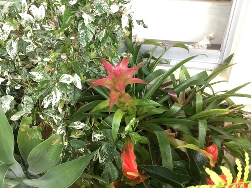 庭と寄せ植え