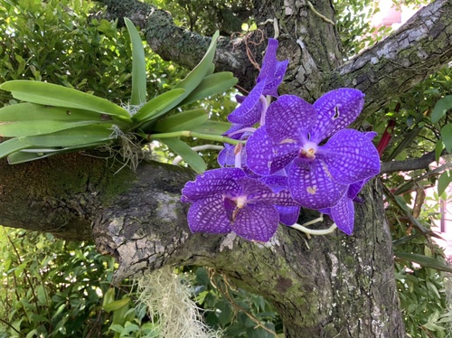 ウスネオイデス 庭と寄せ植え