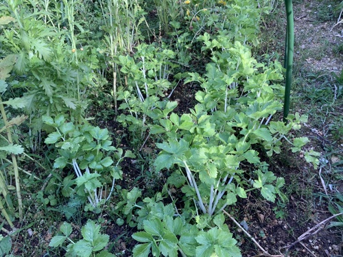 水耕栽培の苗をアタイグヮーに 庭と寄せ植え