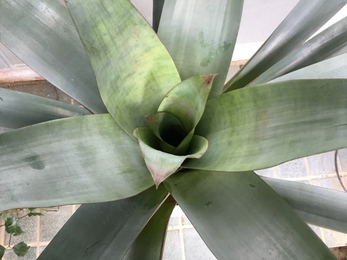皇帝 アナナス 庭と寄せ植え