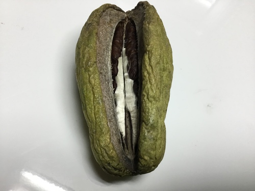 少しエロイ鞘