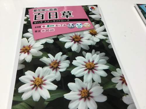夏花壇へ 庭と寄せ植え