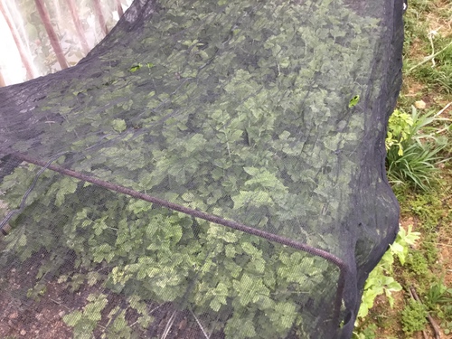 色白のセロリ 庭と寄せ植え