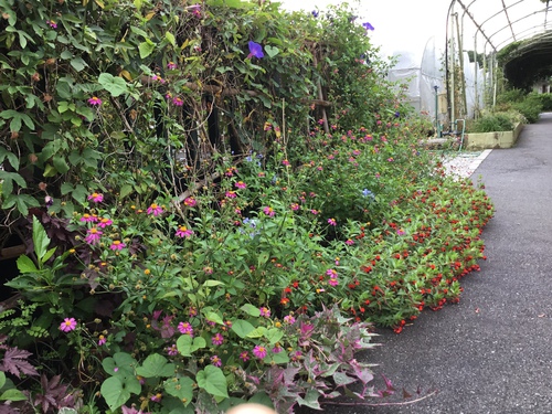 夏に赤い花壇 庭と寄せ植え