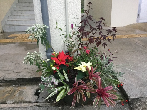 ポインセチアの寄せ植え 庭と寄せ植え