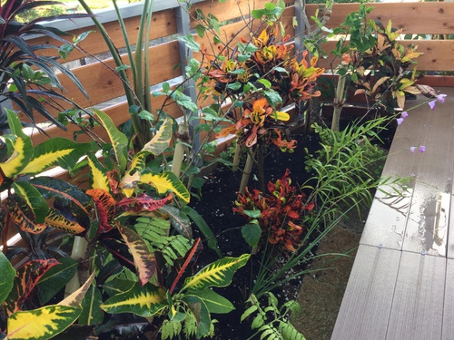 クロトンがキレイな庭 庭と寄せ植え