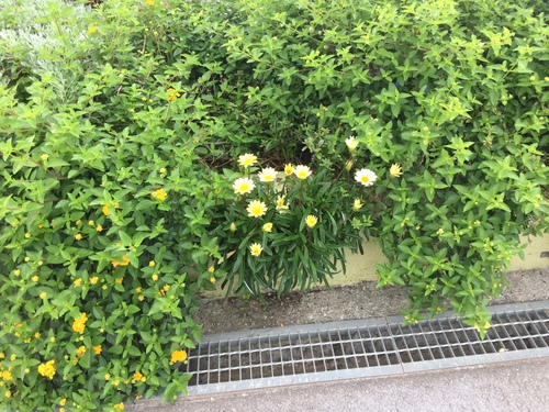 黄色のガザニア 庭と寄せ植え