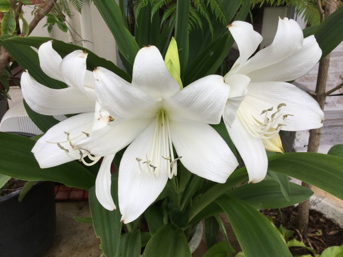 甘く百合の様な香りを放つ球根植物 庭と寄せ植え