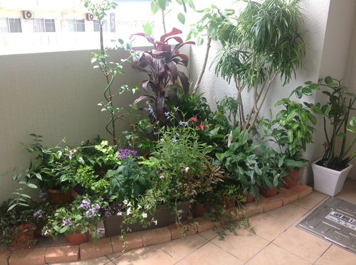 ベランダ花壇 庭と寄せ植え