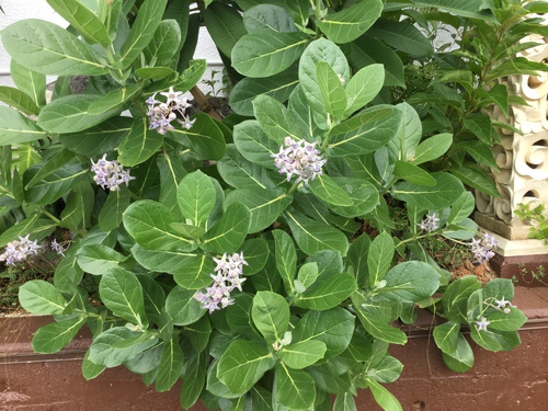 王冠の花 庭と寄せ植え