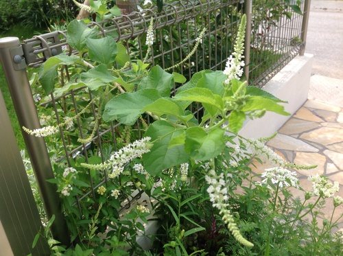 上品な香り 庭と寄せ植え