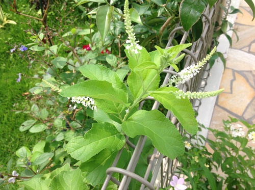 上品な香り 庭と寄せ植え