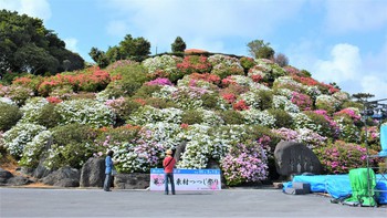 東村つつじ祭り カメラと沖縄を歩く