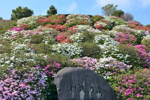 東村つつじ祭り カメラと沖縄を歩く