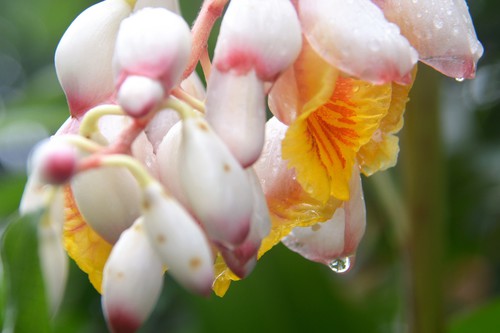 花 カメラと沖縄を歩く