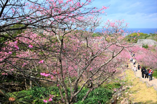 今帰仁城跡の桜 カメラと沖縄を歩く
