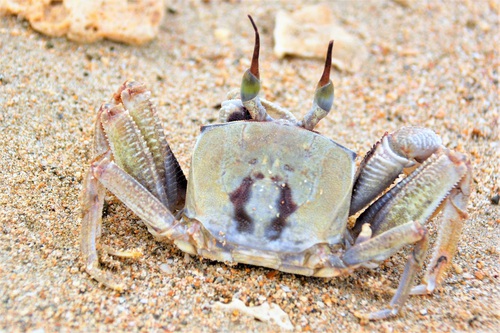 海辺の生き物 カメラと沖縄を歩く