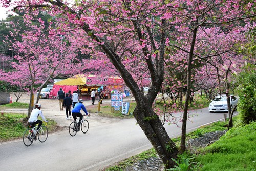 八重岳桜祭り 自転車で来る人 八重岳桜祭り 自転車で来る人