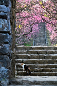 今帰仁城趾の桜（２０１９） 2019/03/05 00:00:00