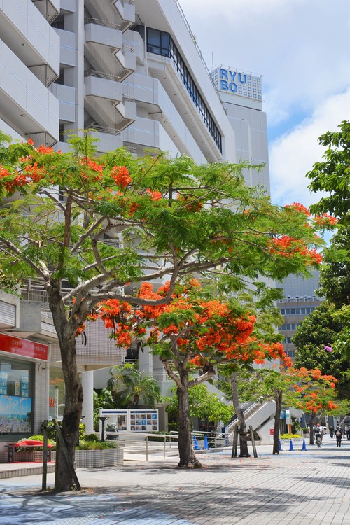 ホウオウボク 那覇市 カメラと沖縄を歩く