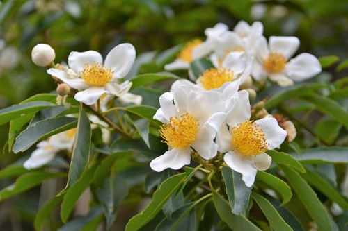 イジュ 沖縄産 ヤンバル代表 花木 古木 琉球盆栽 盆栽歴50年熟練の技