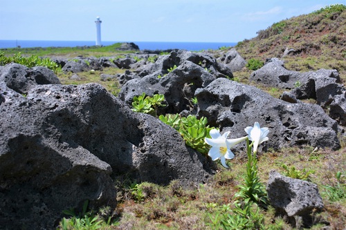 残波岬はテッポウユリが見頃