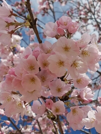 東京の春  ②ーーーεïз ...｡✿*ﾟ‘ﾟ･.｡.:*⃛⁎ˇ◡ˇ⁎
