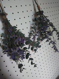 お花達その後