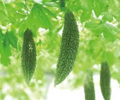 嫌いな野菜ランキング 沖縄を代表する野菜ゴーヤーは何位 沖縄の大学生の夏休み