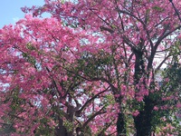 ★うるま市のトックリキワタの花(*^_^*)！！
