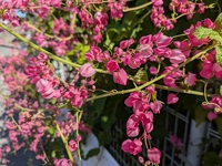 ★甘い蜜の香り・ニトベカズラ(*^_^*)！！