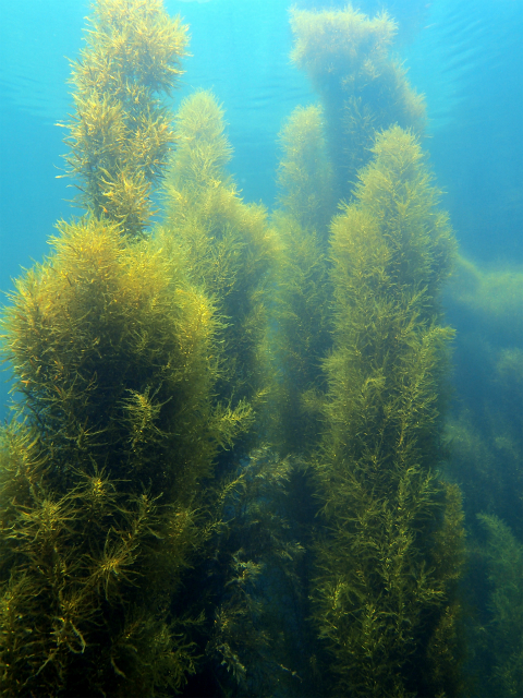 モリモリ海藻林