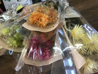 シルバーデージー入荷しました♪ 2018/05/22 17:18:08
