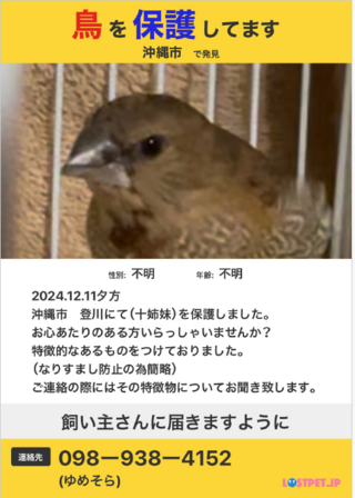 小鳥保護しています