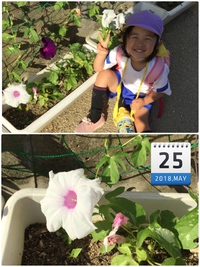 アサガオ 2018/05/25 13:53:46
