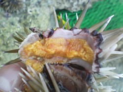 食べられる？