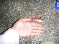 辺土名のち与那のち宜名真P 2010/11/08 09:42:37