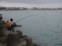 マルキューカップチヌ釣り大会