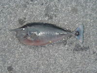 狙う魚